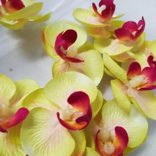 Butterfly Orchid Heads Green