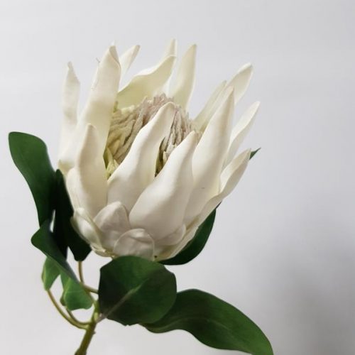King Protea White 73cm