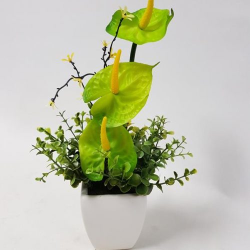 Mini Anthurium Plant 24cm