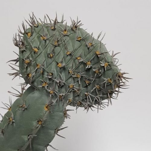 Artificial Texas Cactus Grey 14cm