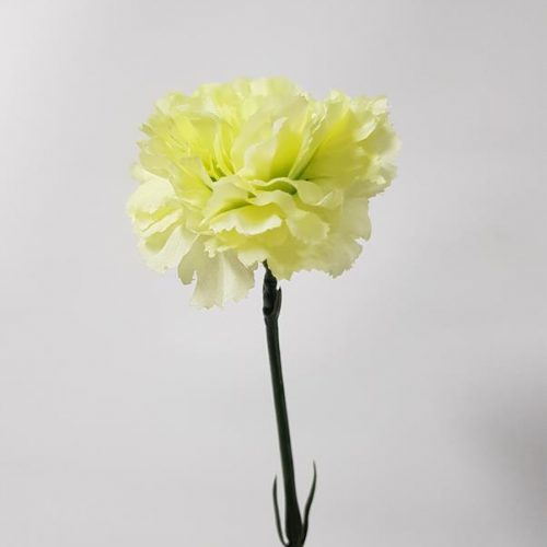 Artificial Carnation Green 61cm