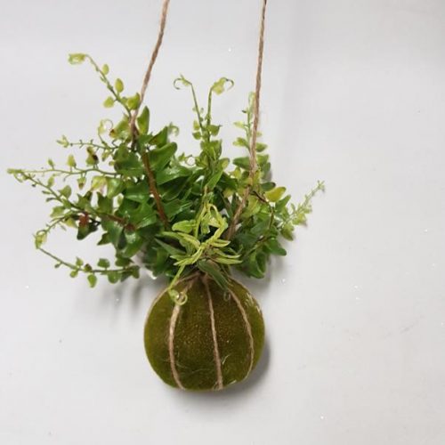 Hanging Moss Ball with fern