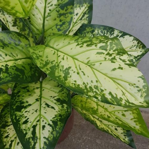 Artificial Dieffenbachia Plant Real Touch 90cm