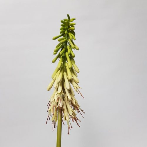 Artificial Hot Poker Green 77cm