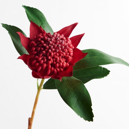 Artificial Waratah Red 45cm