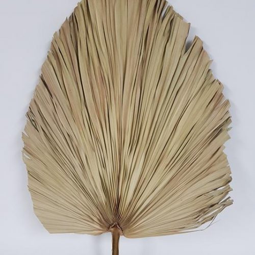 Dried Fan Palm Natural 80cm