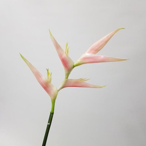 Artificial Heliconia Flower Pink 74cm