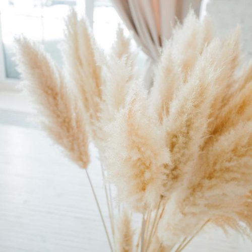 Natural Dried Pampas