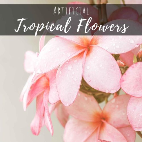 Tropical Flowers