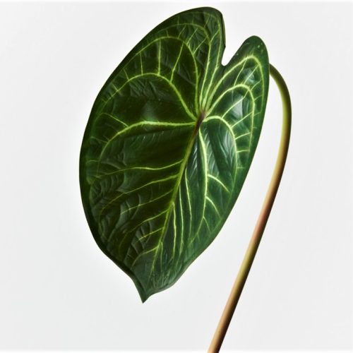 Artificial Anthurium Leaf 56cm