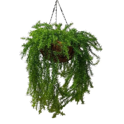 Artificial Asparagus Fern in Rattan Hanging Basket