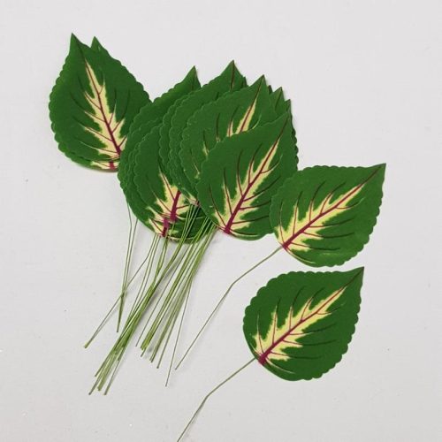 Mini Leaf Coleus Pack x 24