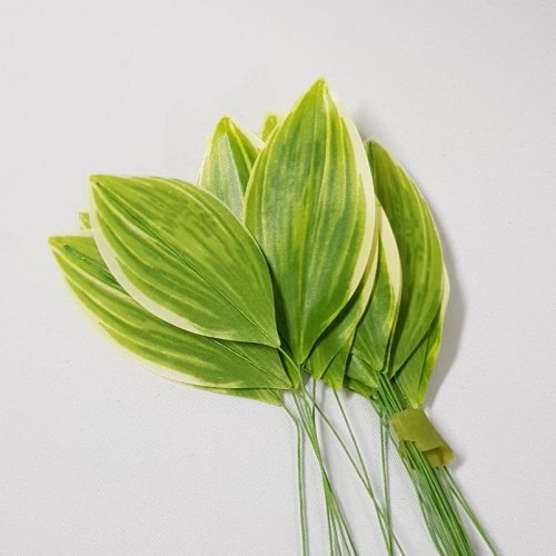 Mini Leaf Spiderwort Pack x 24