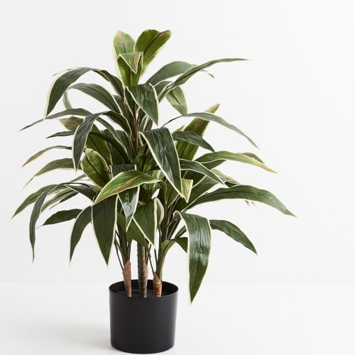 Artificial Cordyline Plant Green White 80cm
