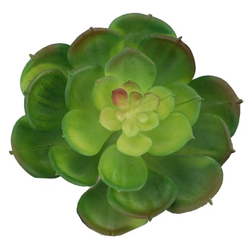 Succulent Aeonium Shades of Green 12cm