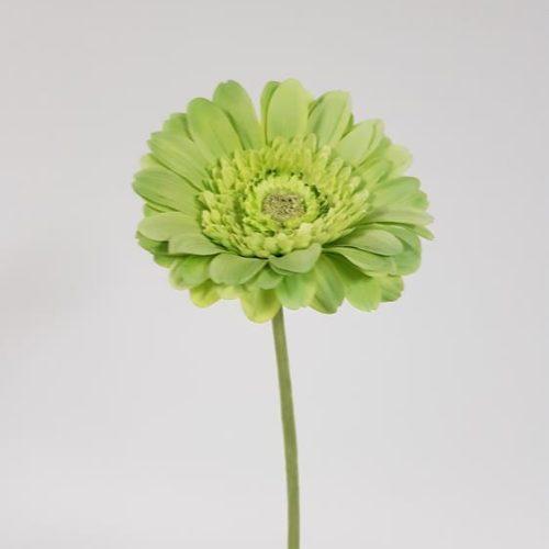 Artificial Gerbera Garvinea Green 56cm