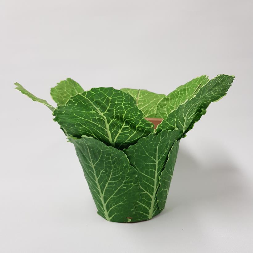 Enchanted Cabbage Leaf Pot