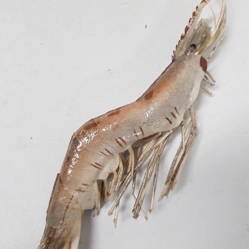 Artificial Shrimp