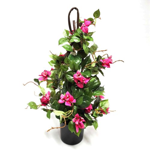 Bougainvillea Climber Plant 61cm