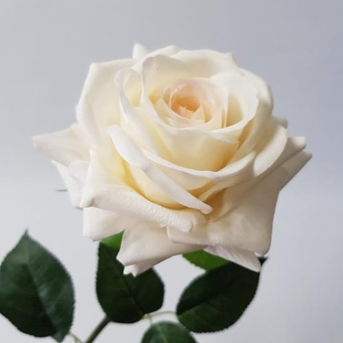Rose Anna Ivory 75cm