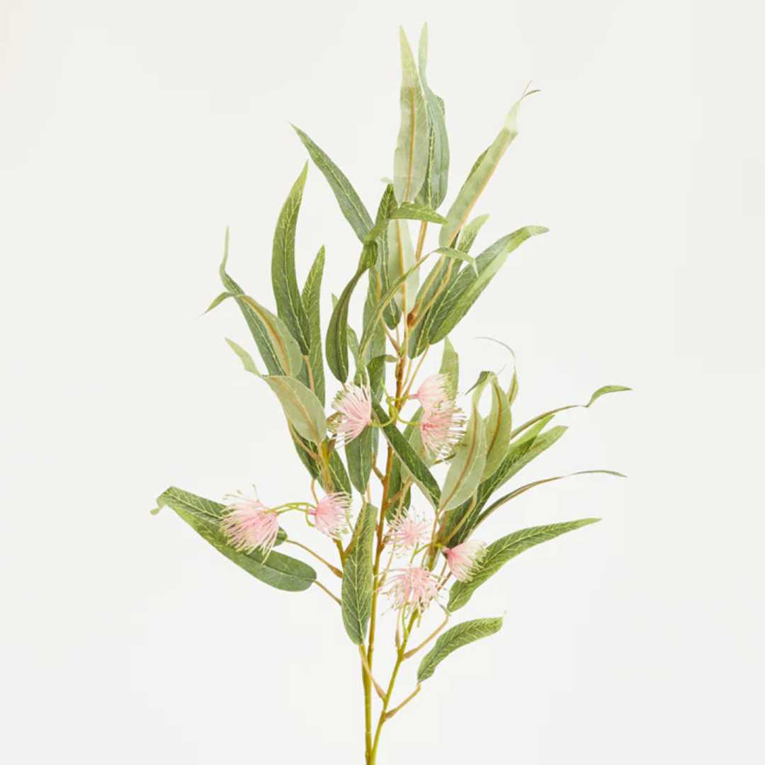 Flowering Eucalyptus Gum Pink 80cm