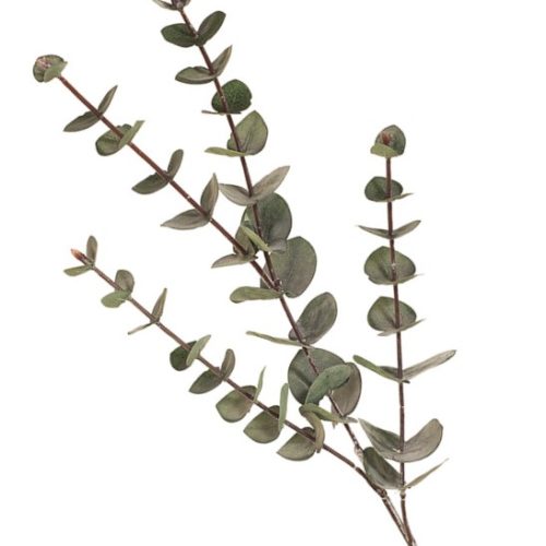 Mini Eucalyptus Spray Dark Green  60cm