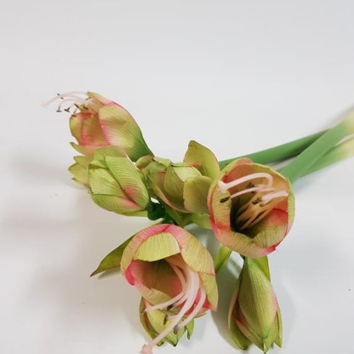 Amaryllis Bud Green/Pink