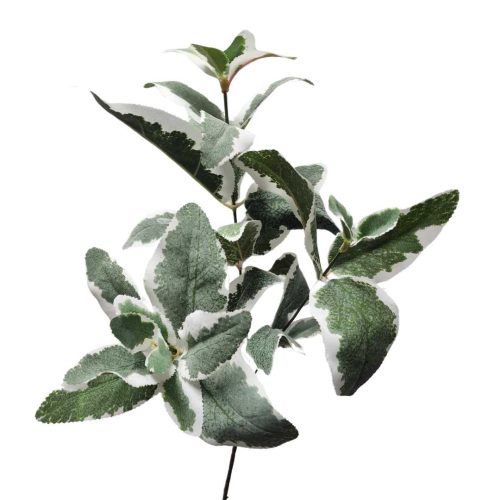 Pittosporum Leaf Spray Variegated 55cm