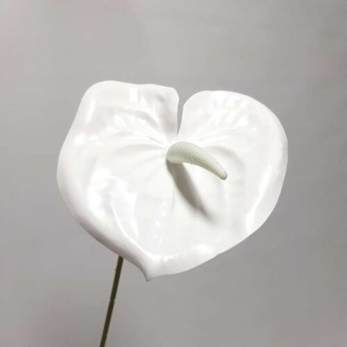 Anthurium Lily flower White 60cm