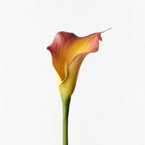Artificial Calla Lily Flame 61cm