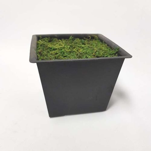 DIY Ready Made Flower Pot with Moss (Black)
