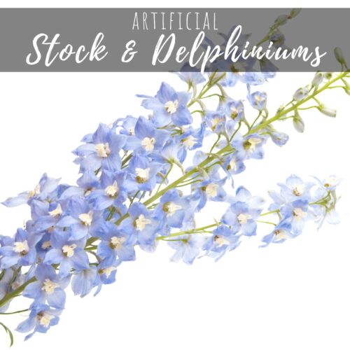 Stock & Delphiniums