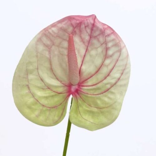 Anthurium Lily flower Green Pink 60cm