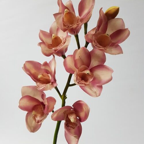 Cymbidium Orchid  Mauve 72cm