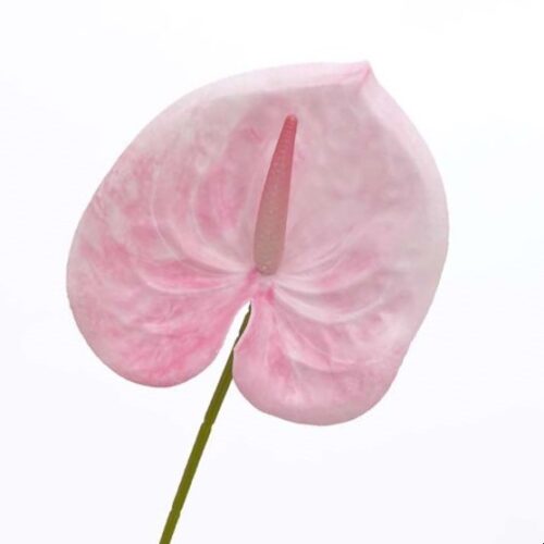 Anthurium Lily flower soft Pink 60cm