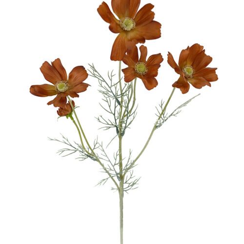 Cosmos Wild Flower Rust 60cm