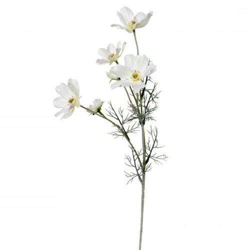 Cosmos Wild Flower White 60cm
