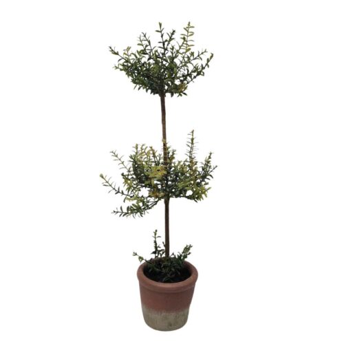 Monalisa Topiary Plant (2 heads) 75cm