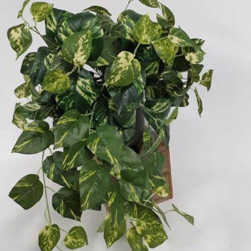 Pothos Hanging Bush 60cm