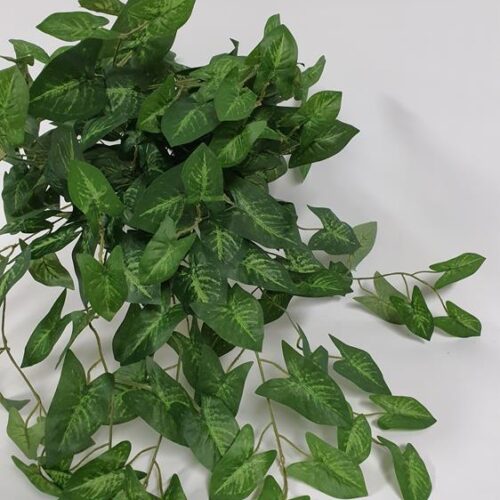Syngonium Hanging Bush X 60cm