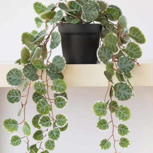 Chain of Hearts Hanging Plant Green 42cm