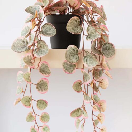 Chain of Hearts Hanging Plant Pink 42cm