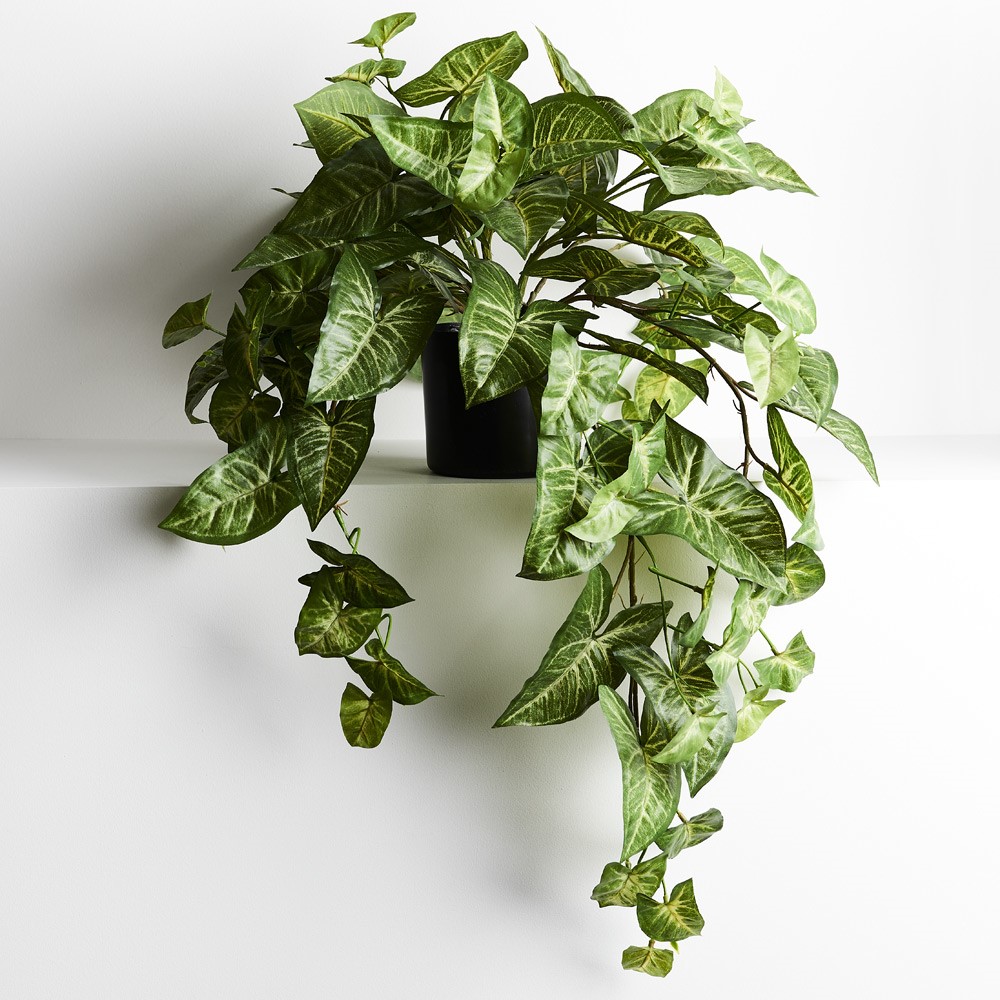 Syngonium Hanging Plant in Pot 71cm