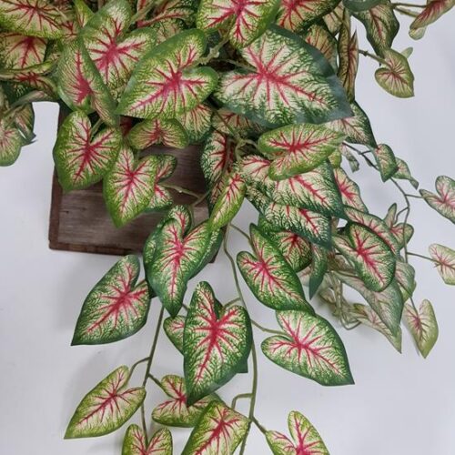 Caladium Hanging Bush