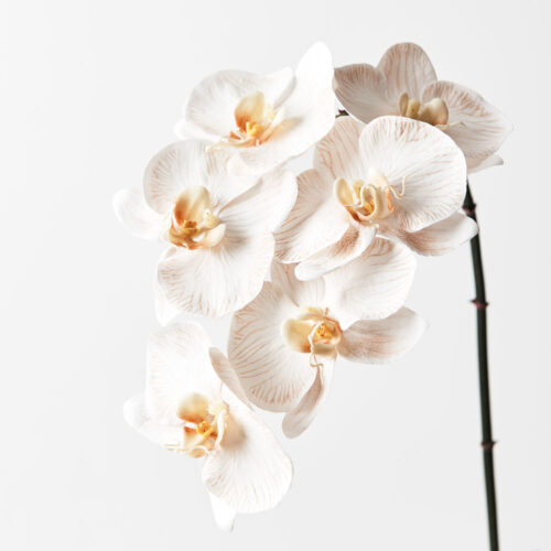 Artificial Phalaenopsis Orchid Milk 86cm