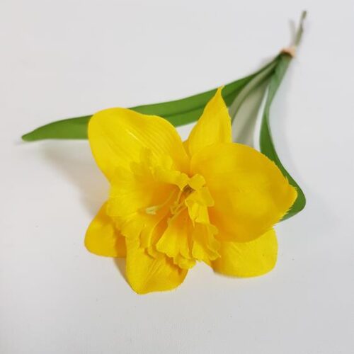 Daffodil Single Stem
