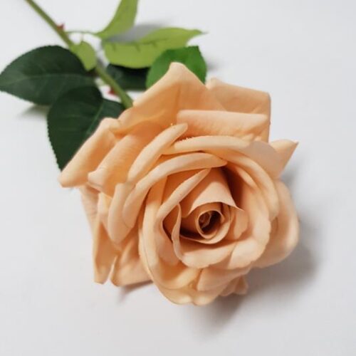 Rose Anna Blush 75cm