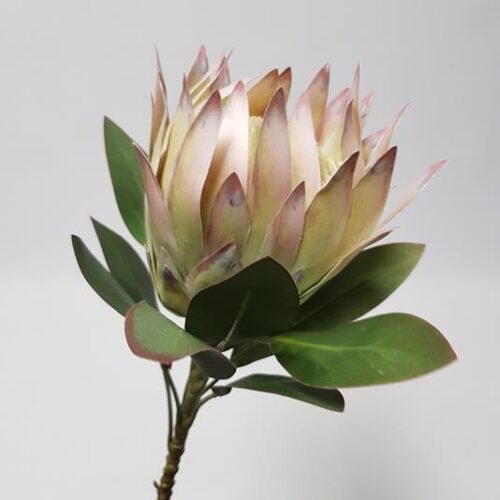 King Protea Lilac 76cm