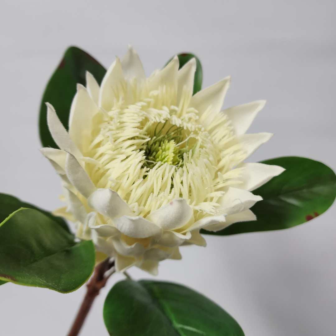 Artificial King Protea Charlie White 52cm - Image 2