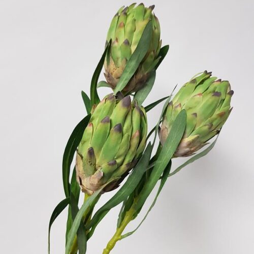 Artificial Queen Protea Green 61cm